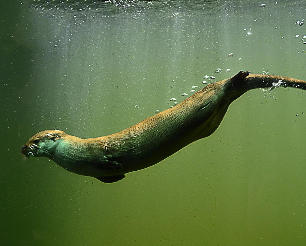 Human Impacts: Pollution, Overfishing, And What Happens To Otter Play (Image Credits: Rawpixel)