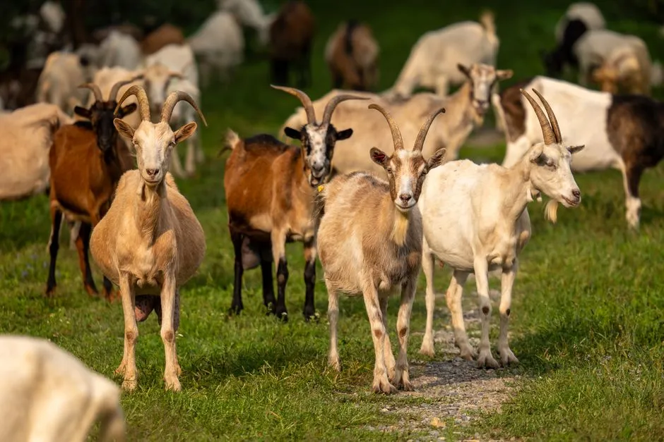 What Goats Teach Us About Intelligence Itself (Image Credits: Pexels)
