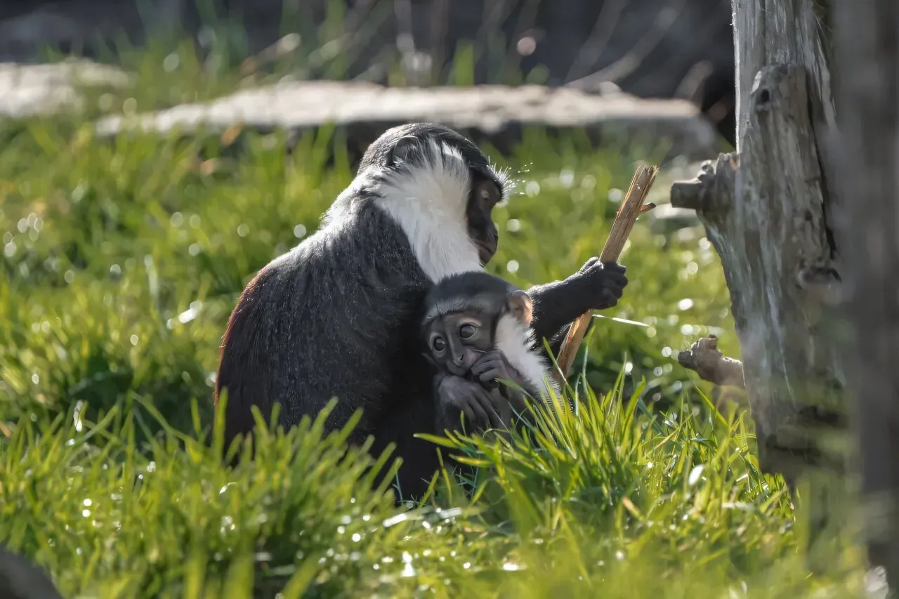 A Species on the Brink of Disappearing Forever (Image Credits: University of Liverpool)
