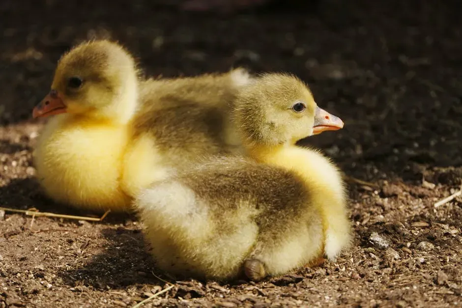#6: Goslings Imprint and Begin Learning Almost Immediately After Hatching (Image Credits: Pexels)