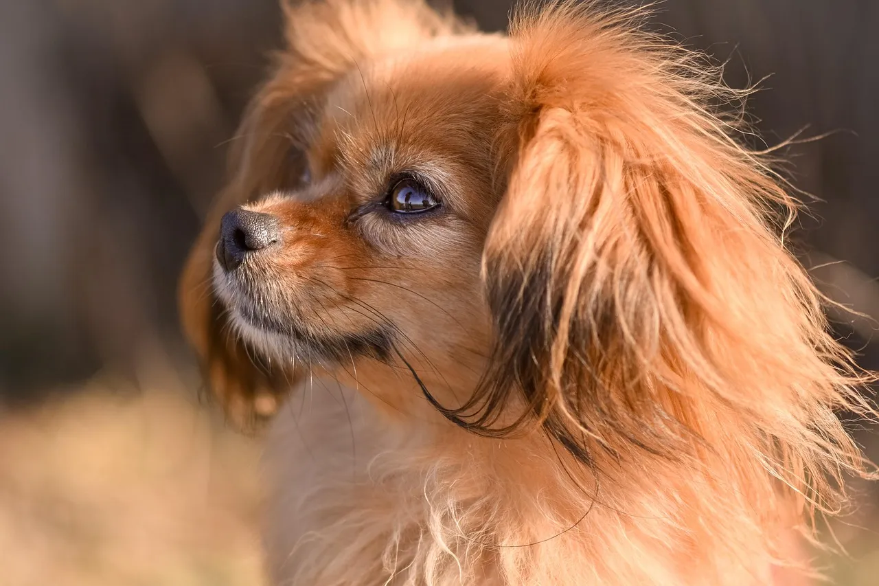 #35 - Tibetan Spaniel: Window Watcher, Not Constant Barker (Settles Fairly Fast) (Image Credits: Pixabay)