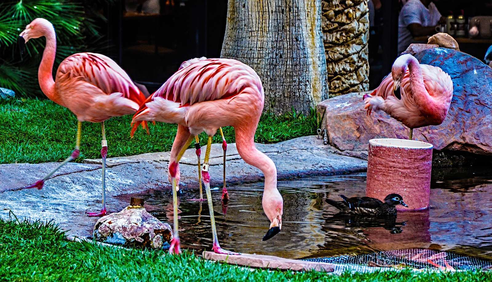 Creating Spaces for Wildlife Families (Image Credits: Wikimedia)