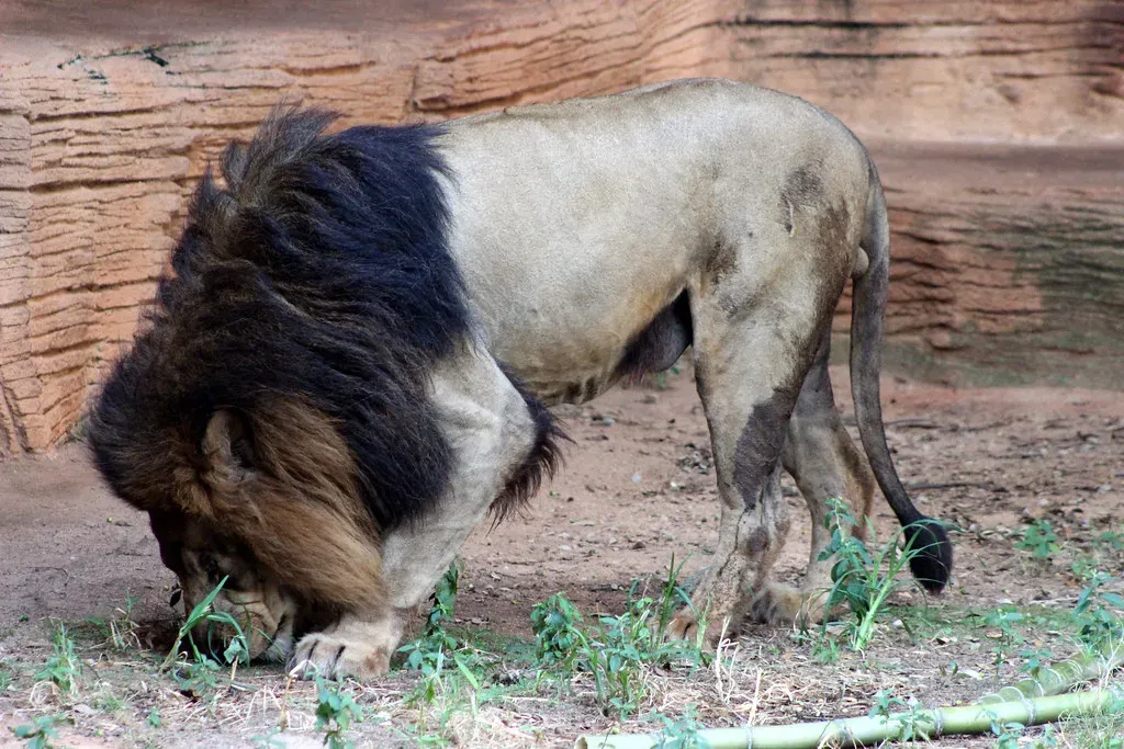 7. Use Human Hair and Predator Scents as Deterrents (Image Credits: Flickr)