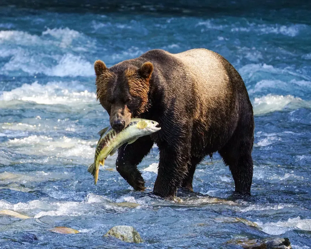 Grizzly Bears Don't Wait for Death (Image Credits: Unsplash)