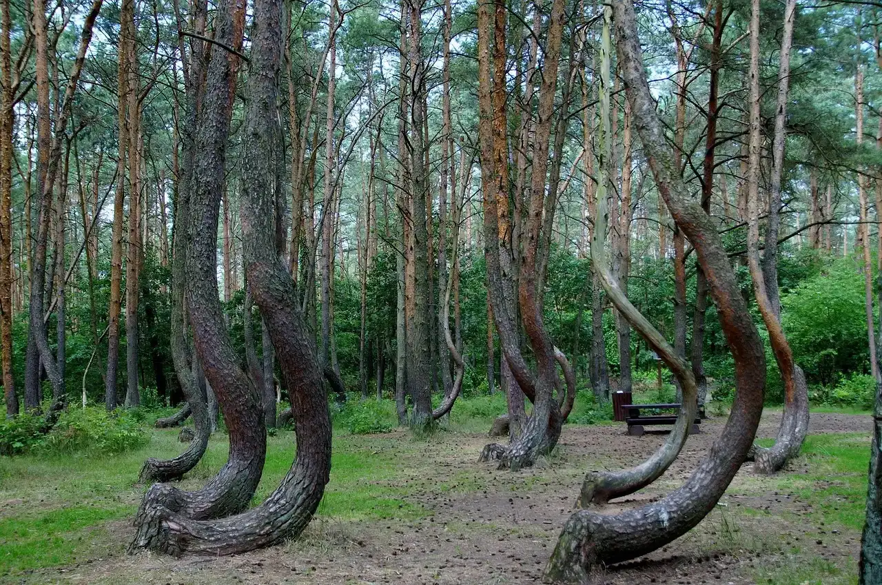 The Crooked Forest of Poland: Nature's Unsolved Riddle (Image Credits: Pixabay)