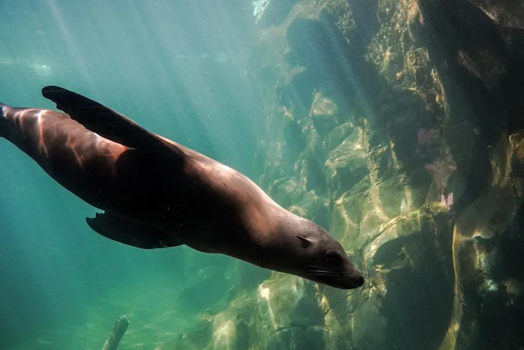 Sound as a Lifeline: Echolocation and Navigation Under the Ice (Image Credits: Unsplash)