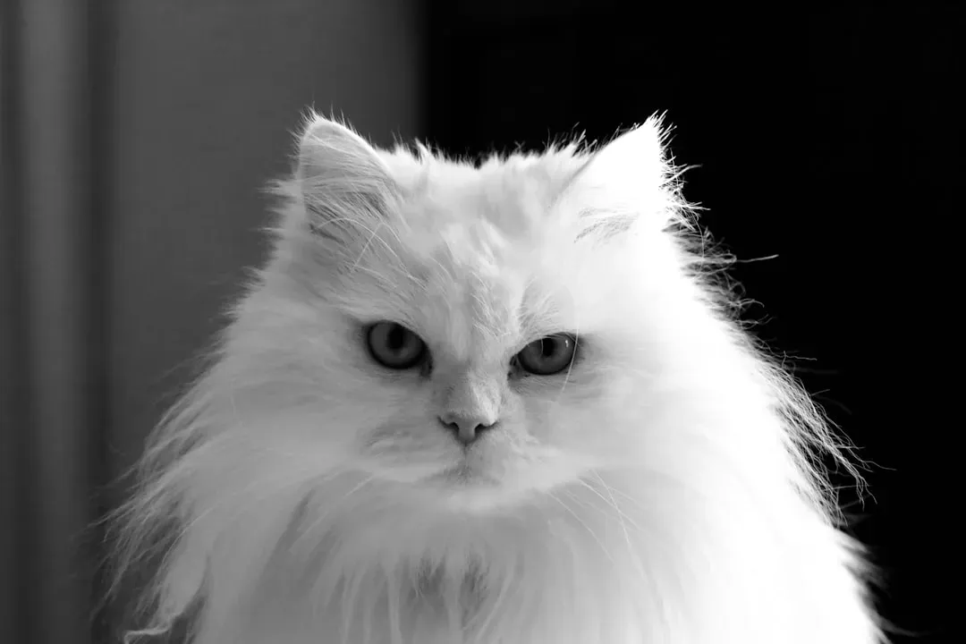 Turkish Angora Cat (Image Credits: Unsplash)