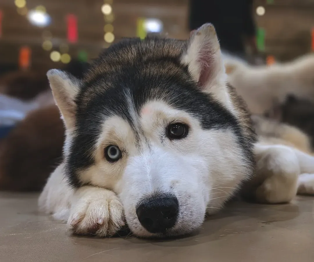 Your Stress Literally Becomes Their Stress (Image Credits: Unsplash)