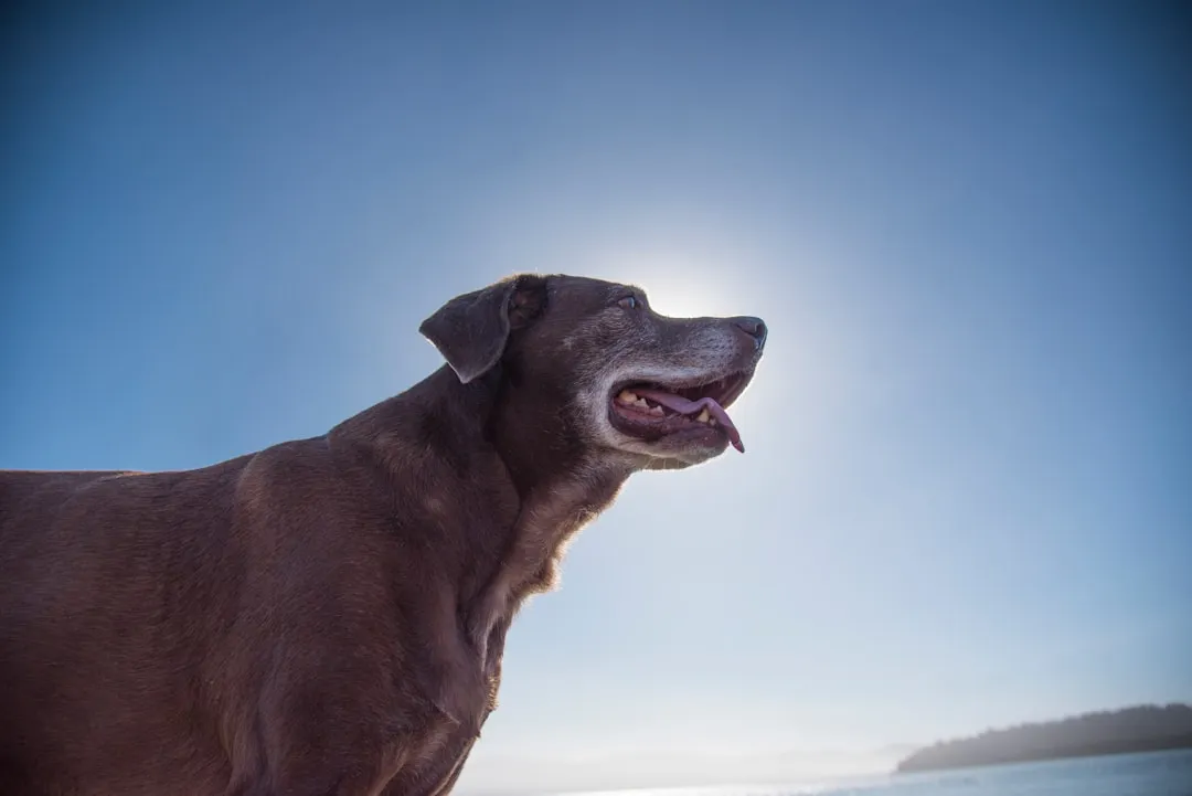 #14 - Their Good Days Still Outnumber the Bad (Image Credits: Unsplash)