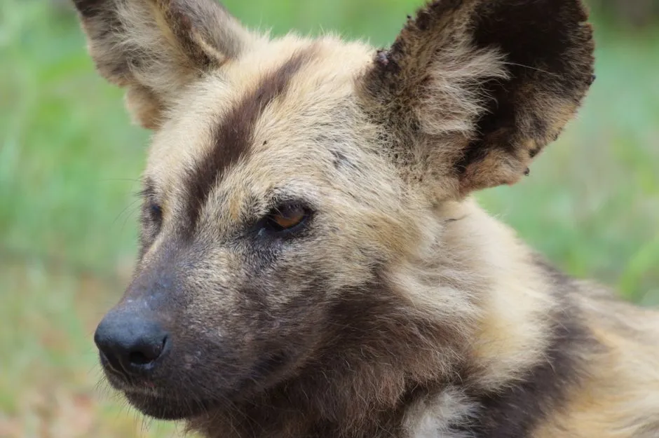 Conclusion: The Better Hunter Is Not Always the Biggest Cat (Image Credits: Pexels)