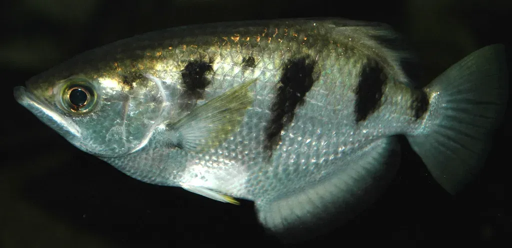 5. The Archerfish: The World's Most Accurate Water Gunner (James St. John, Flickr, CC BY 2.0)