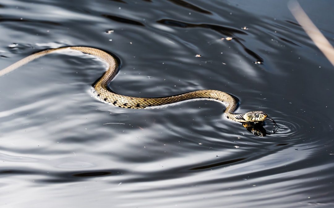 The Great Horned Serpents of the Waters (Image Credits: Unsplash)