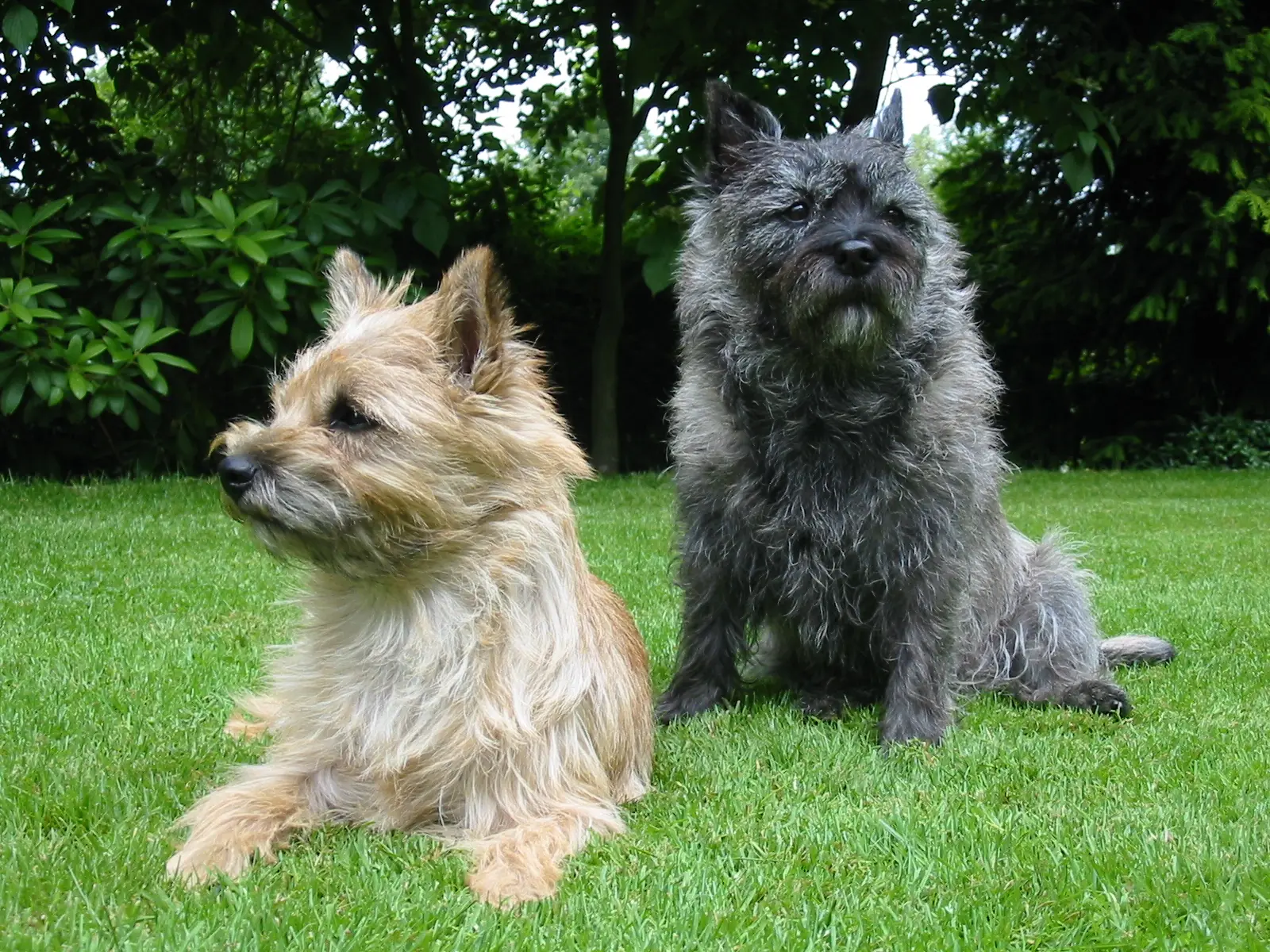 Cairn Terrier (Picture by Ronald Müller-Hagen
Original: de.wikipedia 22:48, 29. Okt 2005 . . Ketterechts . . 1600 x 1200 (1262792 Byte), CC BY-SA 3.0)