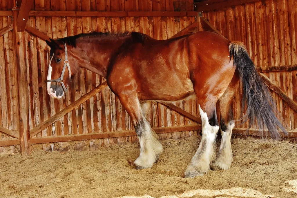 #17 - Shires: The Tallest Breed Carries One of the Heaviest Health Burdens (Image Credits: Rawpixel)