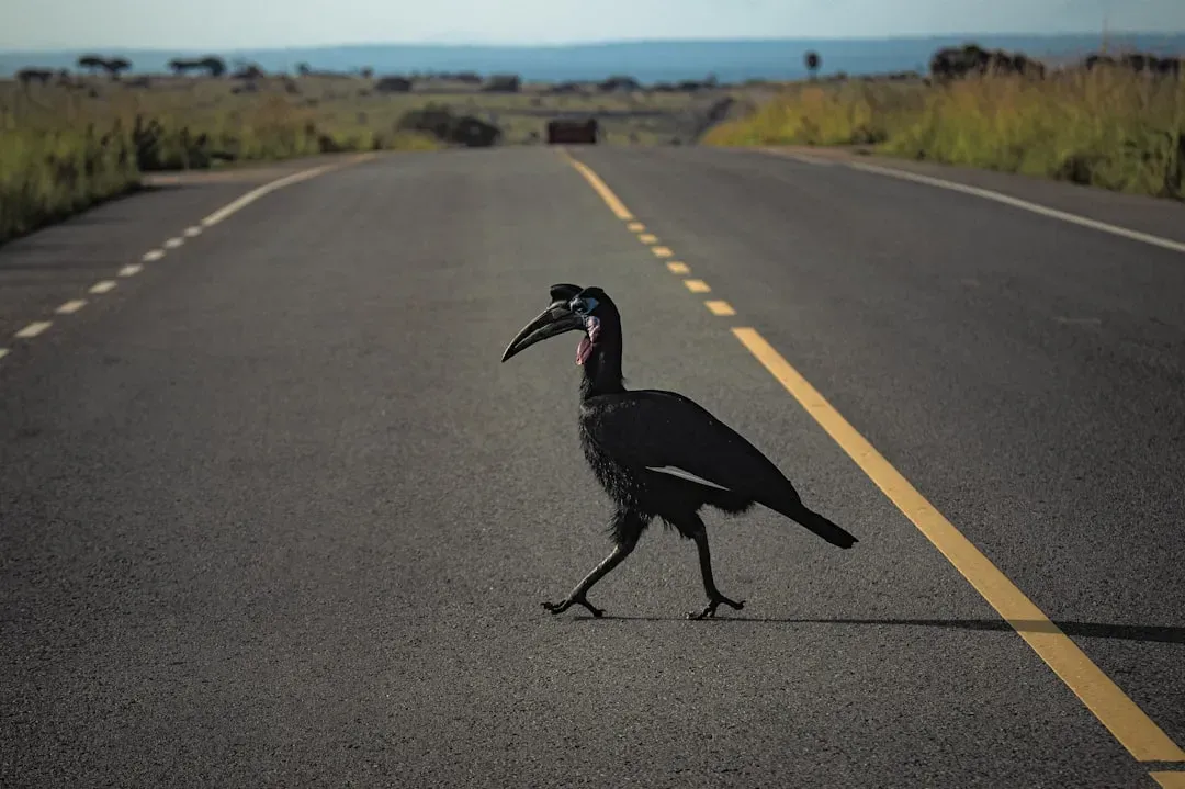 How Corridors and Crossings Actually Work (Image Credits: Unsplash)