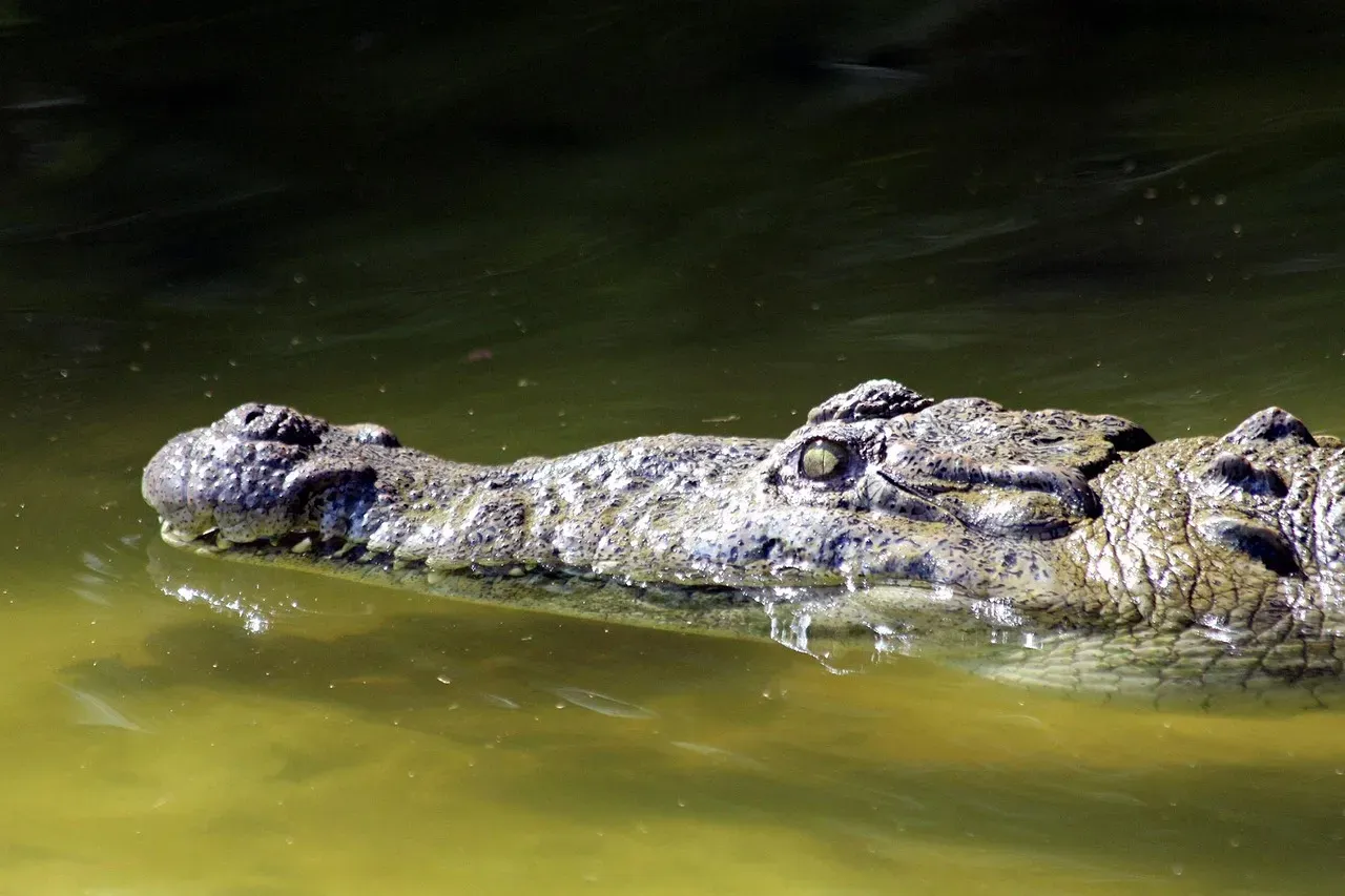 The American Crocodile: Florida's Saltwater Predator (Image Credits: Pixabay)