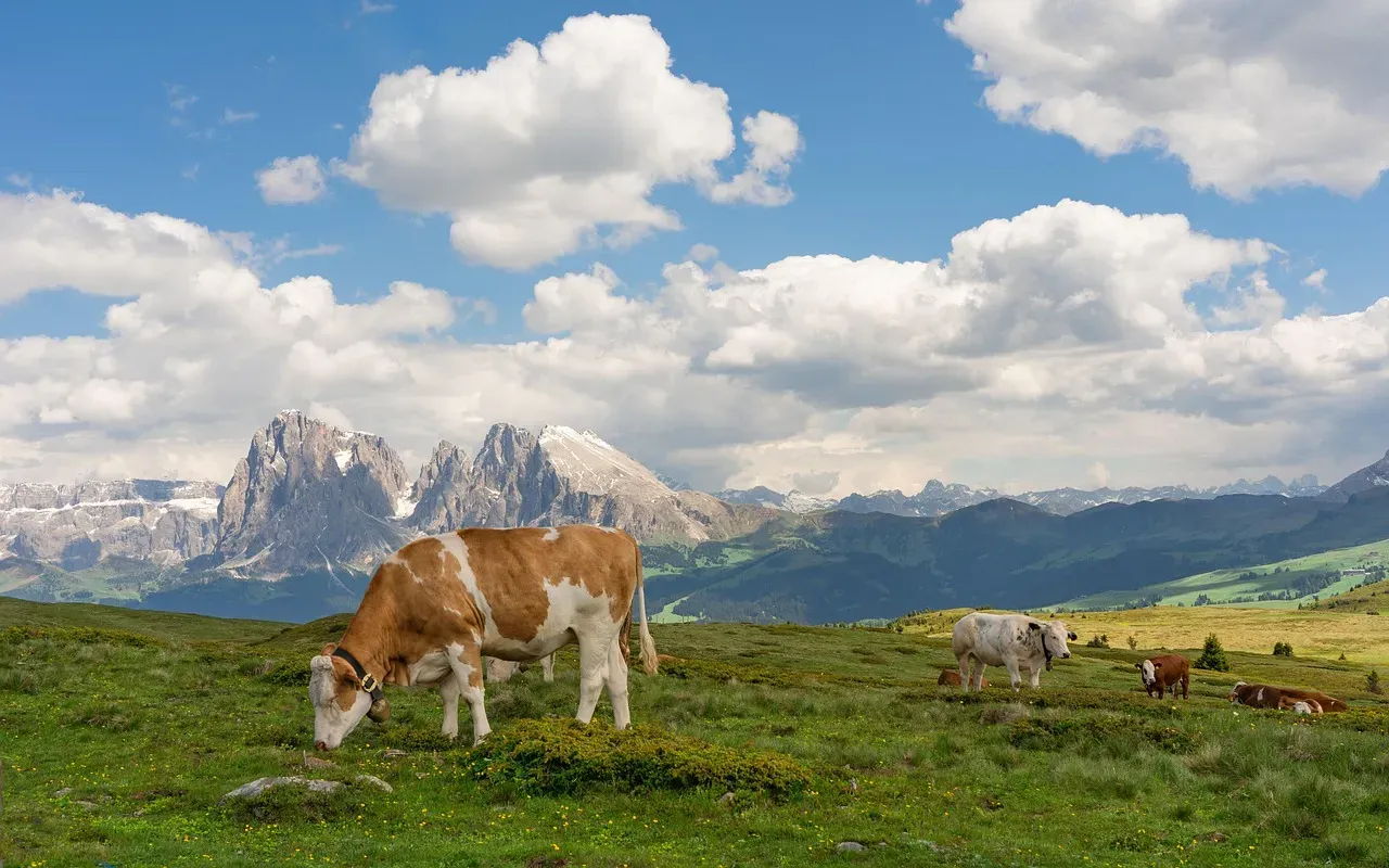 Cow Compass Alignment: Facing North and South (Image Credits: Pixabay)