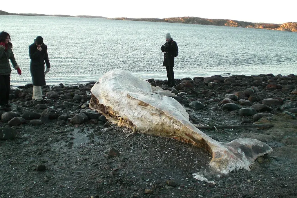 Mass Whale Beachings: A Deadly Mystery (Image Credits: Flickr)