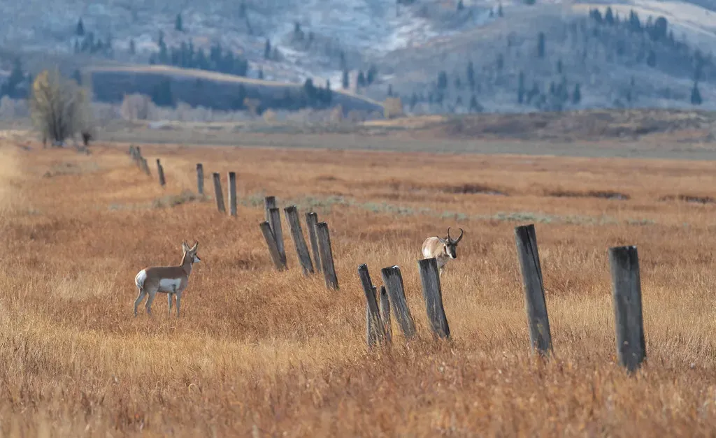 They Don't Jump Fences - They Go Under Them (Image Credits: Flickr)
