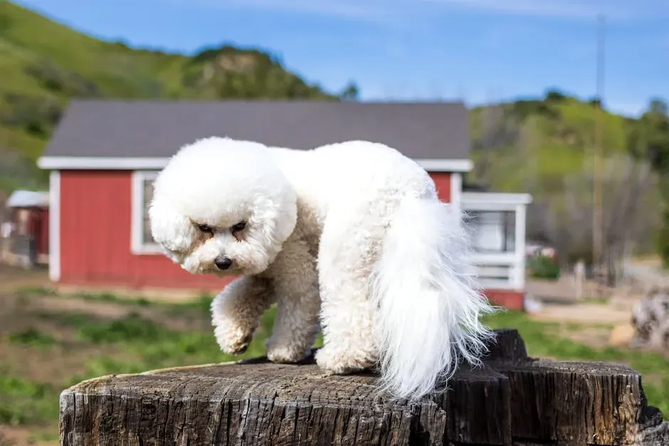 Bichon Frise (Image Credits: Pexels)