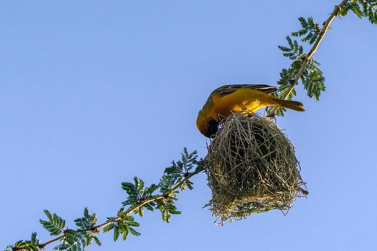 3. Weaverbirds: The Knot-Tying Nest Artists (Image Credits: Pixabay)