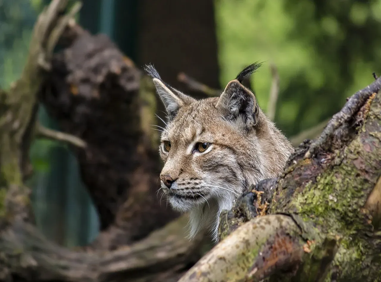 Maine: The Lynx Capital of the Lower 48 (Image Credits: Pixabay)