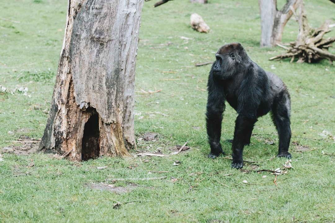 The Rare Reversal: When Giants Fight Back (Image Credits: Unsplash)