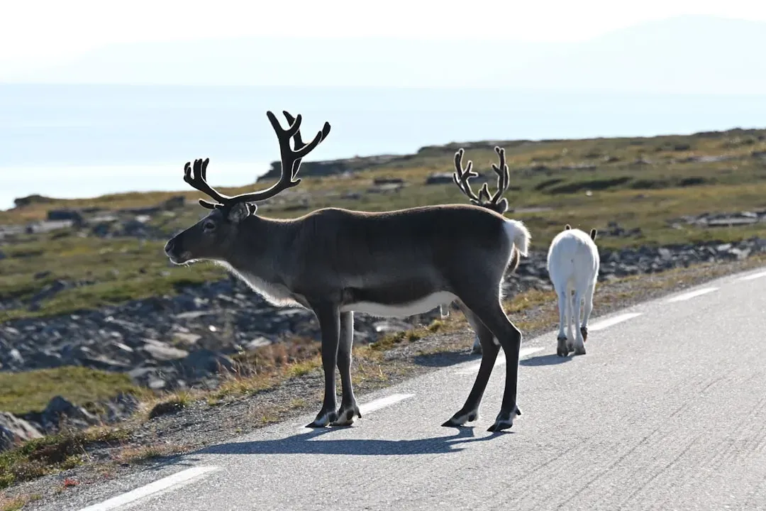 Reindeer See Ultraviolet Light to Spot Predators and Food (Image Credits: Unsplash)