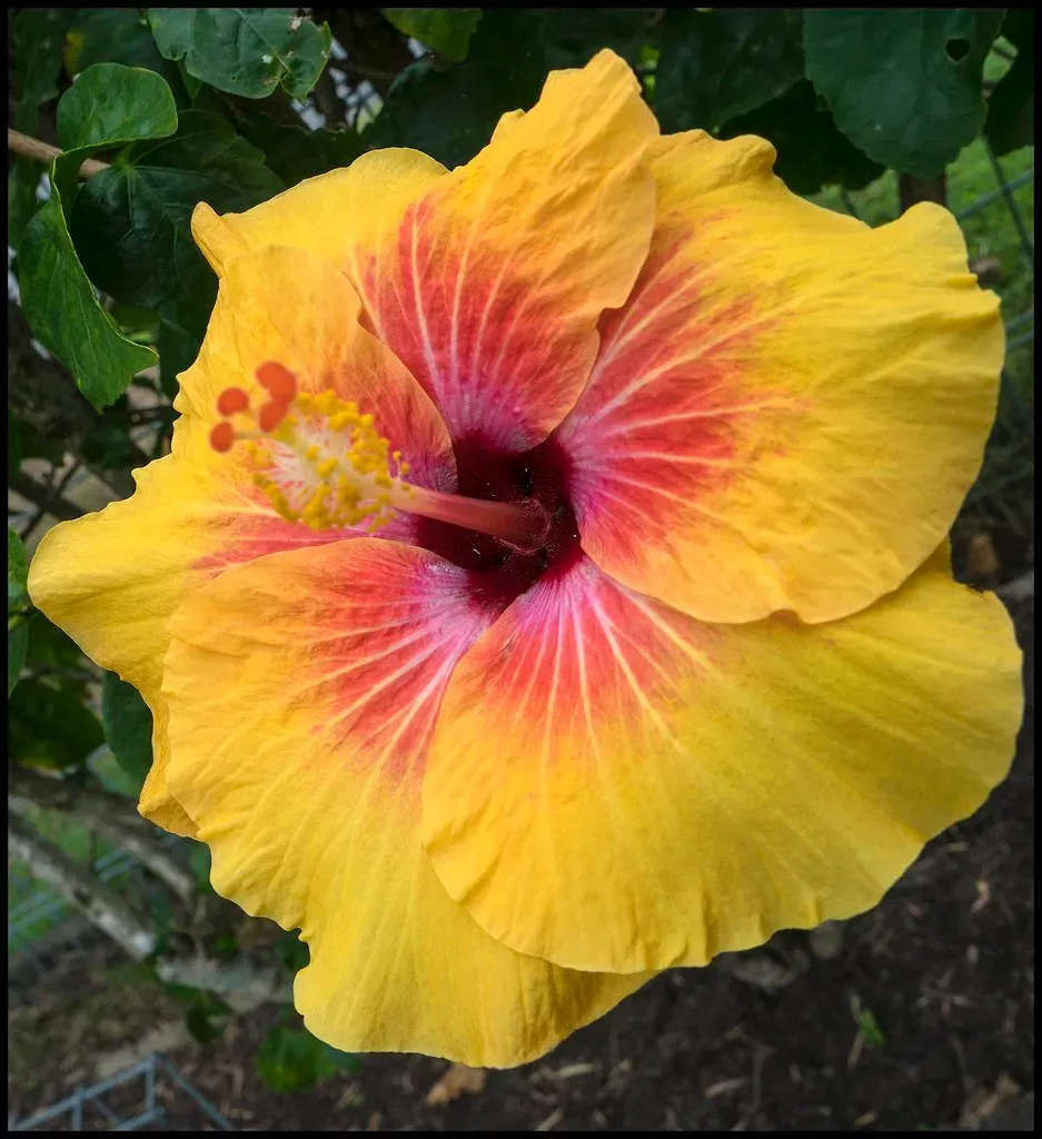 Hawaii Yellow Hibiscus: Rare Royalty in Paradise (Image Credits: Flickr)