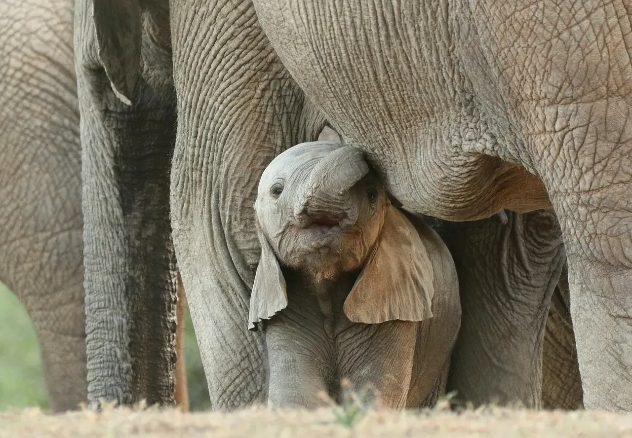 2. The African Elephant: A Village That Raises Every Calf (Image Credits: Pixabay)