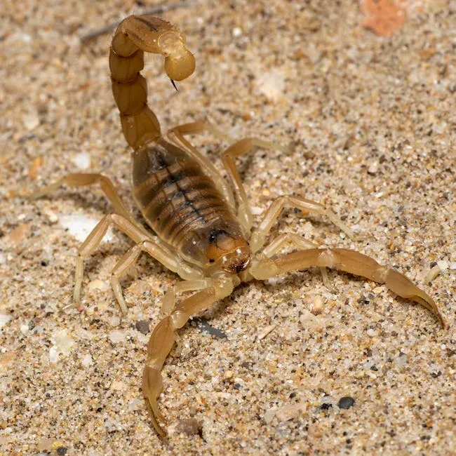 5. The Scorpion: Ancient, Armored, and Nearly Indestructible (Image Credits: Pexels)