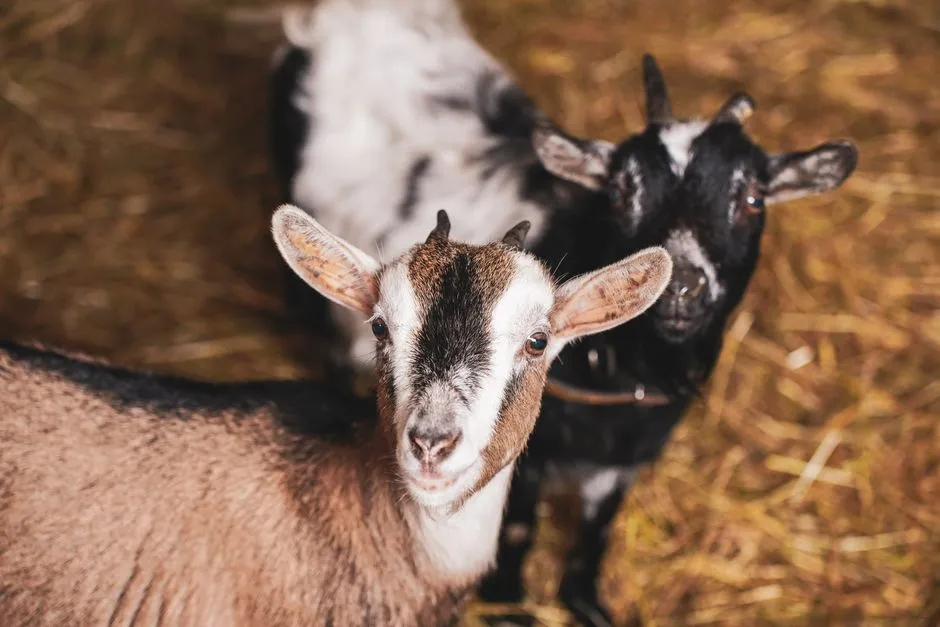 What Goat Memory Teaches Us About Ourselves (Image Credits: Pexels)