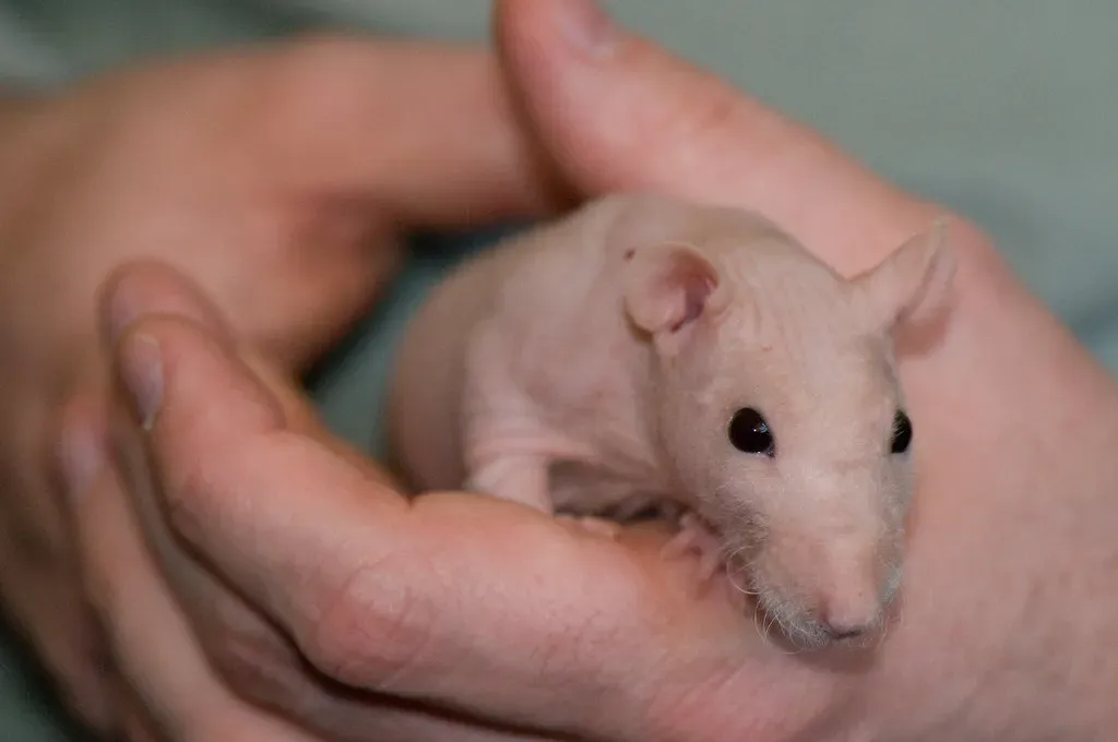 6. The Naked Mole Rat: The Rodent That Defies Every Rule (ArtBrom, Flickr, CC BY-SA 2.0)