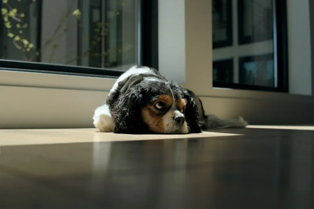 9. House Training Accidents (Image Credits: Unsplash)