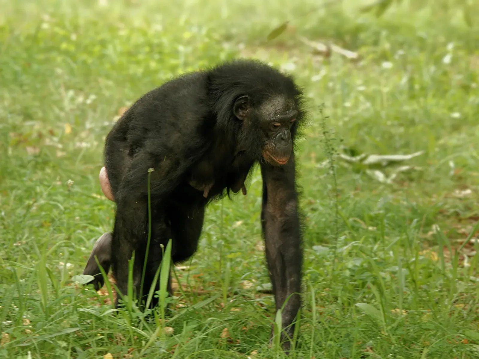 Bonobos: Where Female Alliances Rewrite the Rules of Power (Image Credits: Wikimedia)