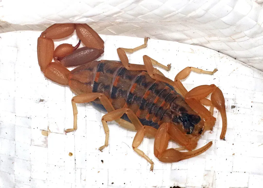 Scorpions: The Hill Country's Stealthy Nighttime Hunters (Image Credits: Flickr)