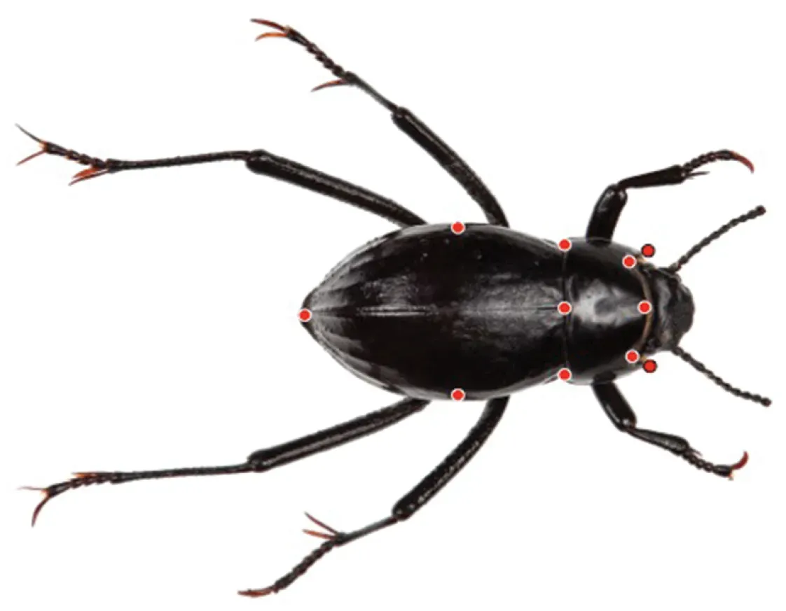 5. The Namib Fog Beetle's Fog-Harvesting Body (Lamb Trip, Pollard Rachel, Bond Jason (2013). "Genetic variation corroborates subspecific delimitation in the Namib fog-basking beetle, Onymacris unguicularis (Haag) (Tenebrionidae, Coleoptera)". ZooKeys 353: 47--60. Pensoft Publishers. DOI:10.3897/zookeys.353.6228., CC BY 3.0)