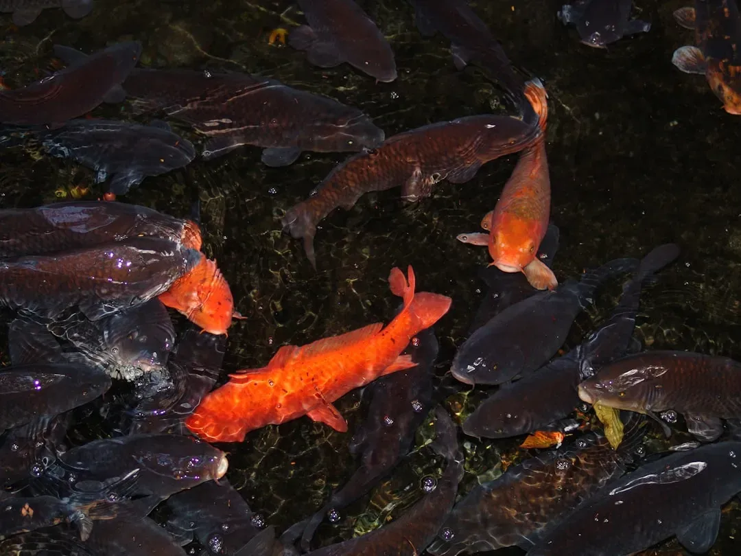 Salmon: The Nutrient Transporters (Image Credits: Unsplash)