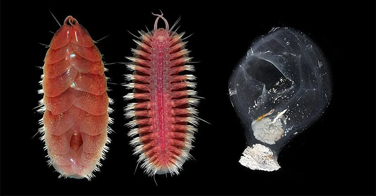 A Community Unlike Anything Seen Before (Image Credits: University of California–San Diego)