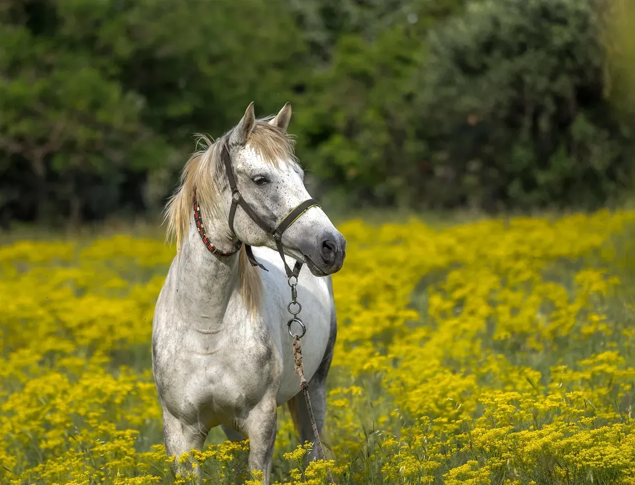 #1 - They Cross a Full Pasture to Reach You Without Being Called (Image Credits: Pixabay)