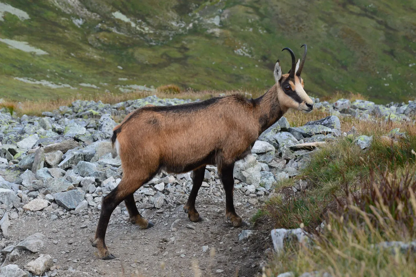 Libra: The Chamois (Image Credits: Wikimedia)