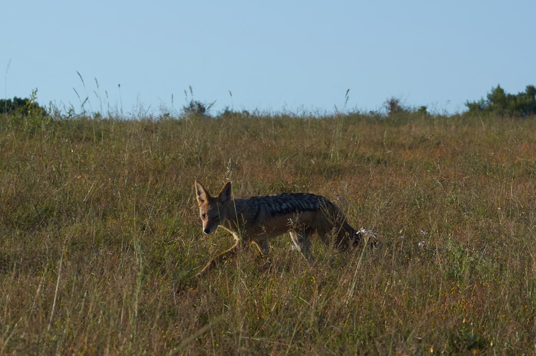 Understanding New Jersey's Growing Coyote Population (Image Credits: Unsplash)