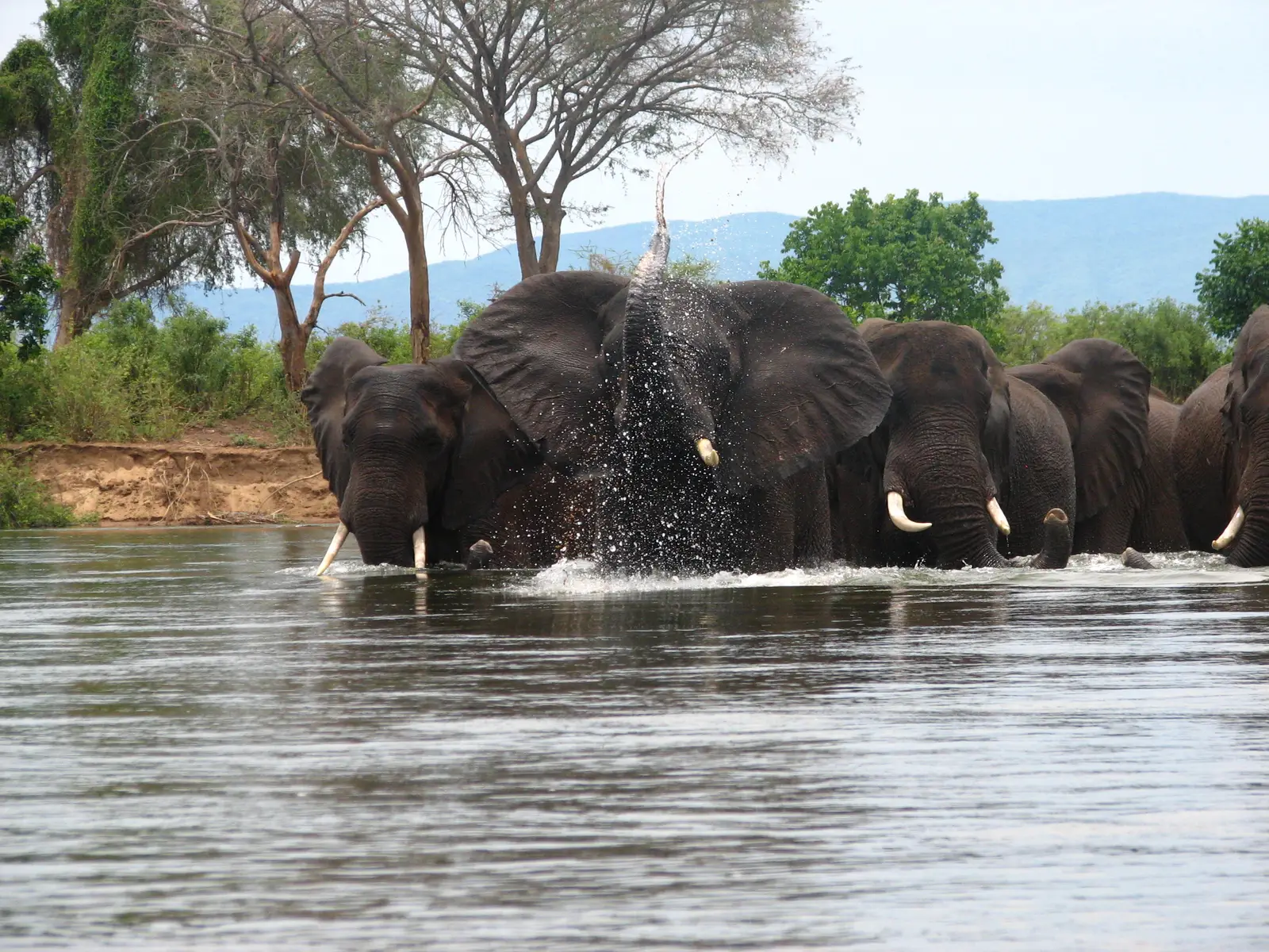 #9 – Chobe National Park, Botswana (By Hanay, CC BY 3.0)