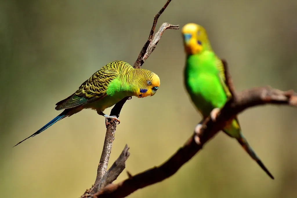 3. Budgerigar: Tiny Body, Enormous Brain (Laurie R B, Flickr, CC BY-SA 2.0)