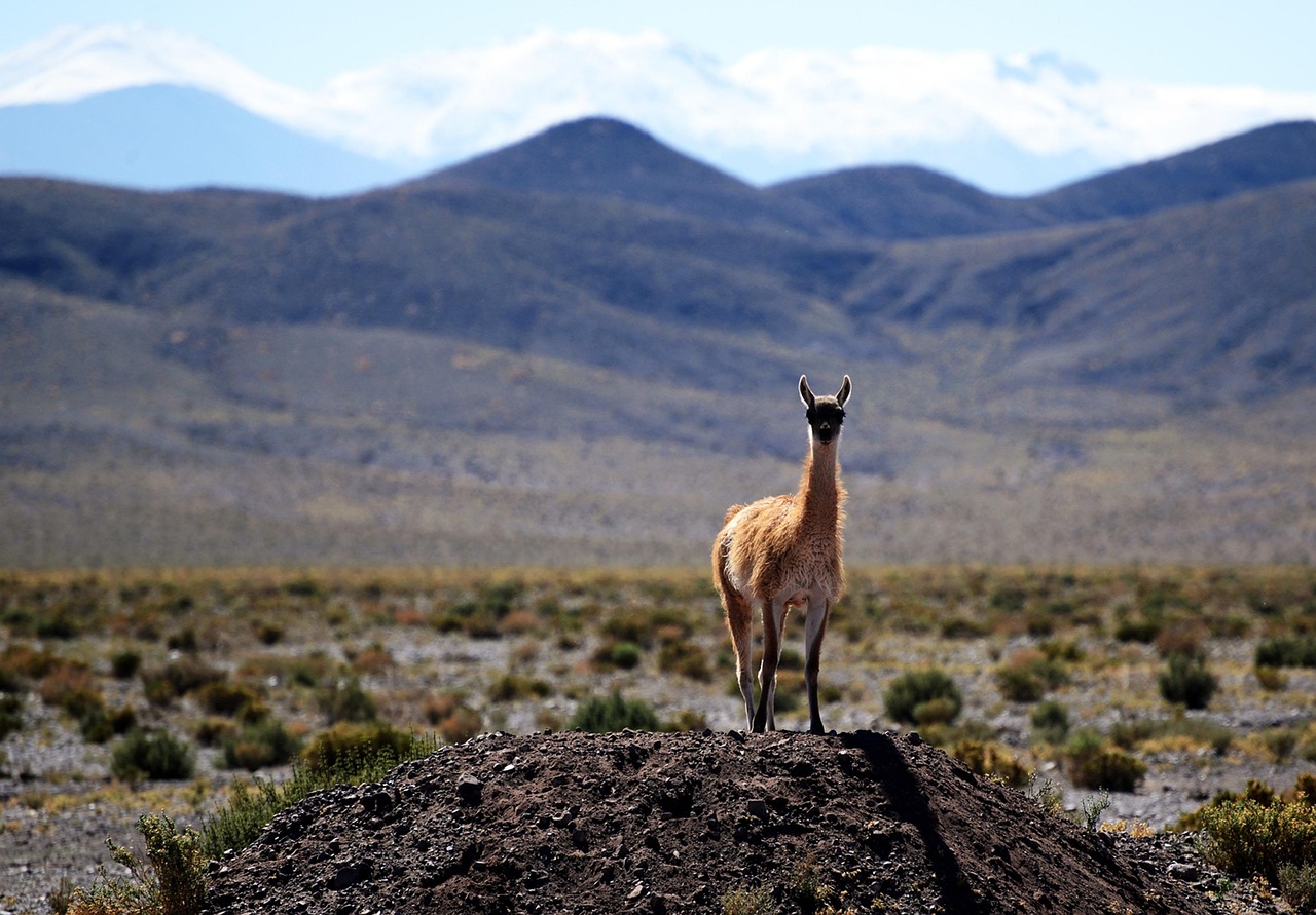 Why Total Extinction Remains Unlikely (Image Credits: Pixabay)