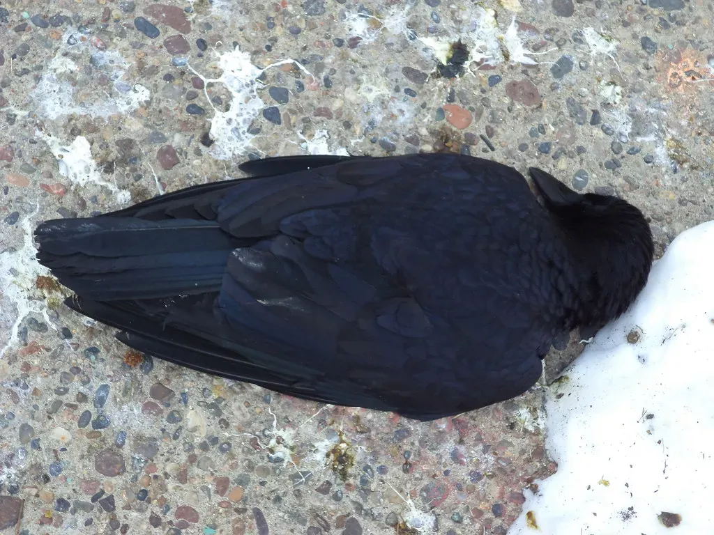 Linking Death to Specific Dangers (Brandon Blahnik, Flickr, CC BY 2.0)