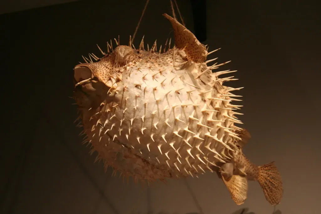12. The Pufferfish: When Toxins and Inflation Are Your Best Defense (dddaag, Flickr, CC BY 2.0)