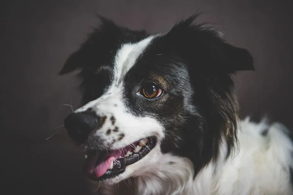 What This Means for the Human Side of the Relationship (Image Credits: Pexels)