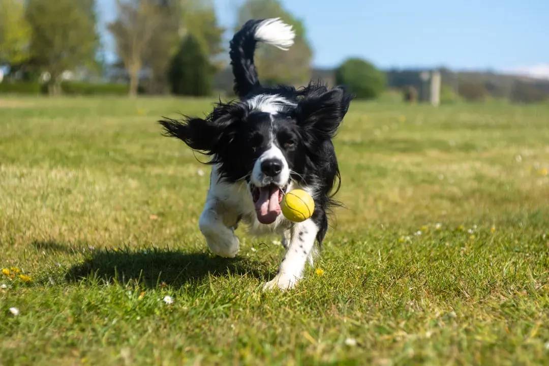 11. Joyful Play That's All About You (Image Credits: Unsplash)
