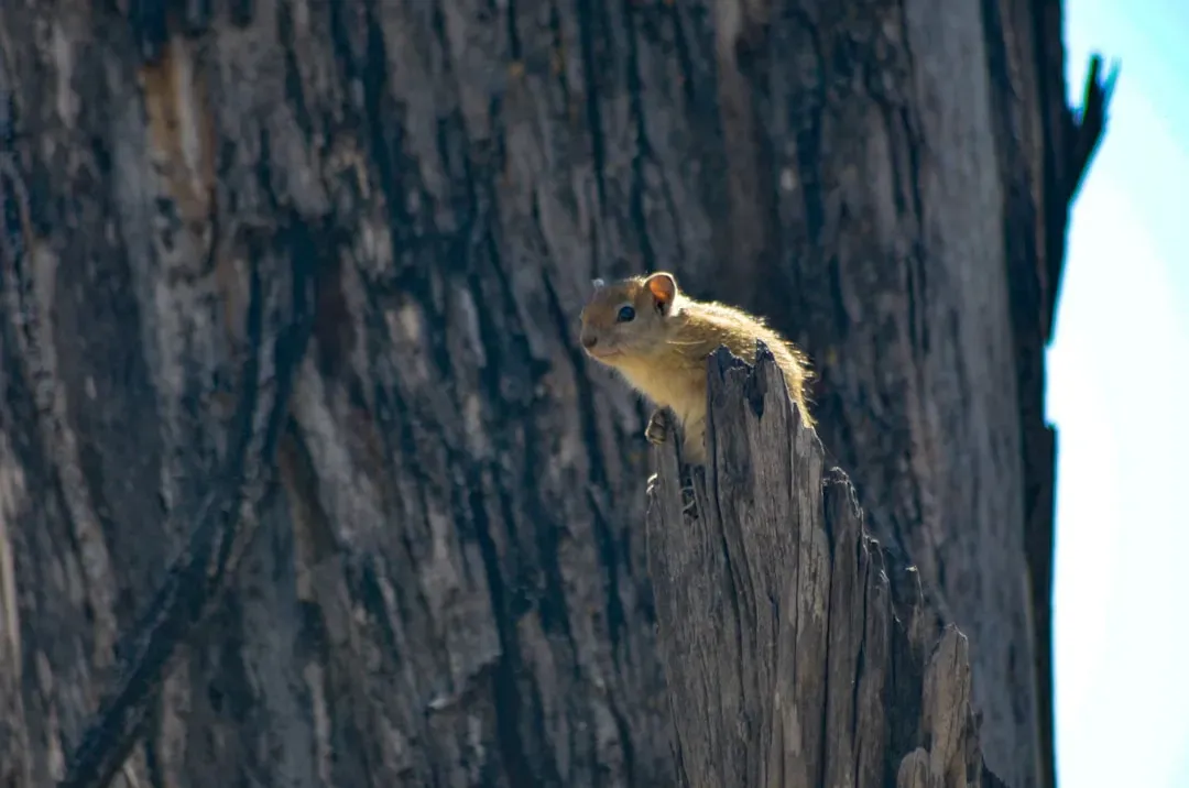 Flying Squirrels That Glow Under UV Light (Image Credits: Unsplash)